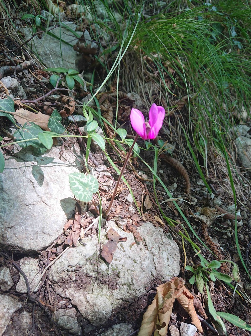 Il mio fiore preferito