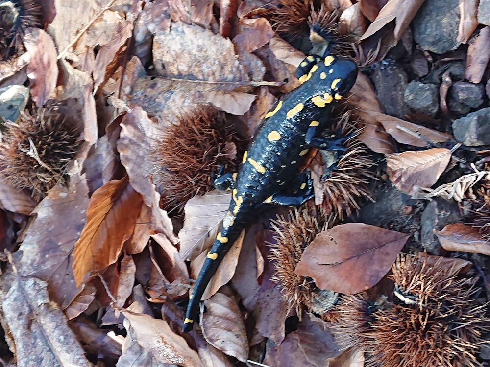 Salamandra