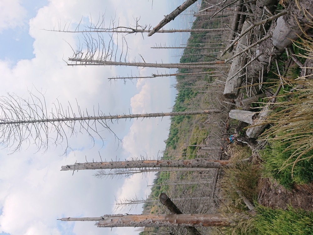 Trees crushed by storm Alex